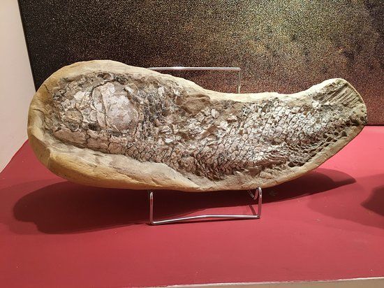 Stamatiadis-Museum für Mineralogie und Paläontologie